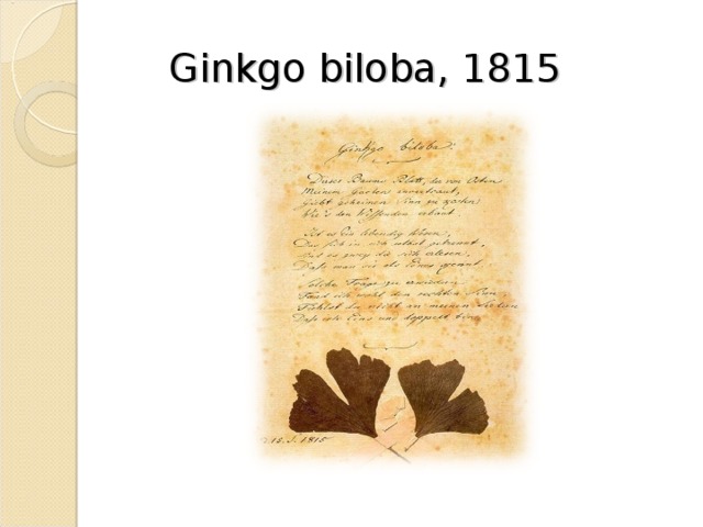 Ginkgo biloba, 1815 