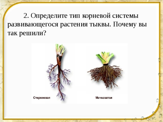  2. Определите тип корневой системы развивающегося растения тыквы. Почему вы так решили? 