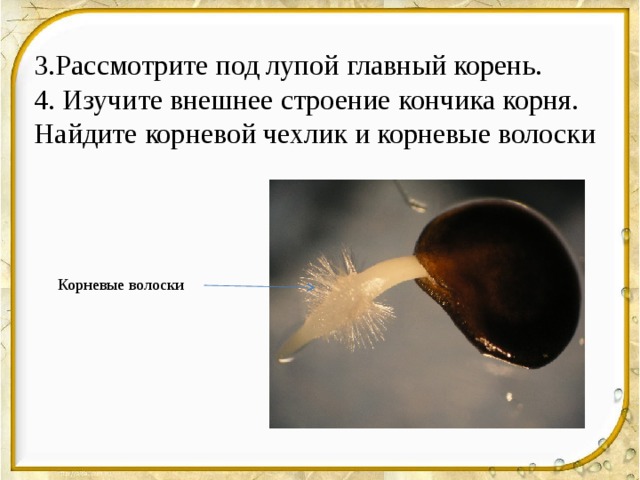 3.Рассмотрите под лупой главный корень. 4. Изучите внешнее строение кончика корня. Найдите корневой чехлик и корневые волоски Корневые волоски 