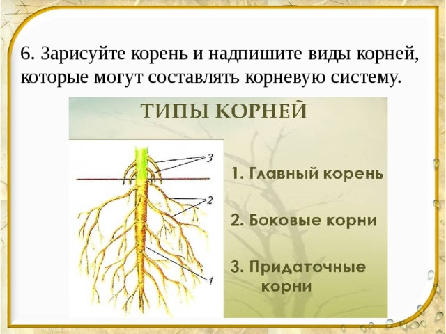 6. Зарисуйте корень и надпишите виды корней, которые могут составлять корневую систему. 