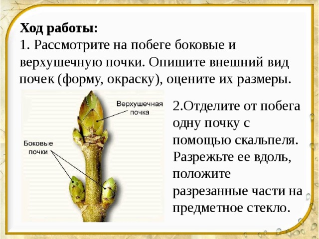 Ход работы:  1. Рассмотрите на побеге боковые и верхушечную почки. Опишите внешний вид почек (форму, окраску), оцените их размеры. 2.Отделите от побега одну почку с помощью скальпеля. Разрежьте ее вдоль, положите разрезанные части на предметное стекло. 