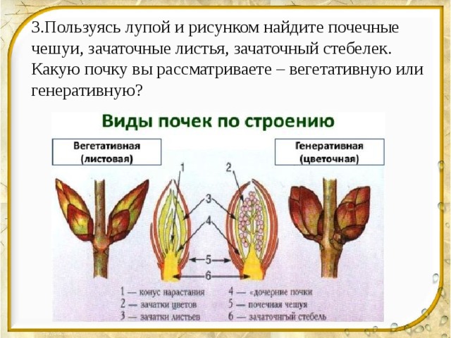 3.Пользуясь лупой и рисунком найдите почечные чешуи, зачаточные листья, зачаточный стебелек. Какую почку вы рассматриваете – вегетативную или генеративную? 