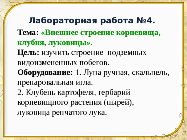 Лабораторная работа №4. Тема:  «Внешнее строение корневища, клубня, луковицы». Цель: изучить строение подземных видоизмененных побегов. Оборудование: 1. Лупа ручная, скальпель, препаровальная игла. 2. Клубень картофеля, гербарий корневищного растения (пырей), луковица репчатого лука. 
