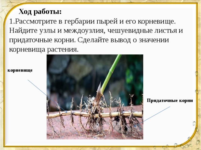  Ход работы: 1.Рассмотрите в гербарии пырей и его корневище. Найдите узлы и междоузлия, чешуевидные листья и придаточные корни. Сделайте вывод о значении корневища растения. корневище Придаточные корни 