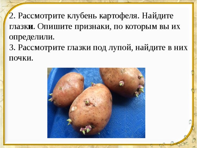 2. Рассмотрите клубень картофеля. Найдите глазк и . Опишите признаки, по которым вы их определили. 3. Рассмотрите глазки под лупой, найдите в них почки. 