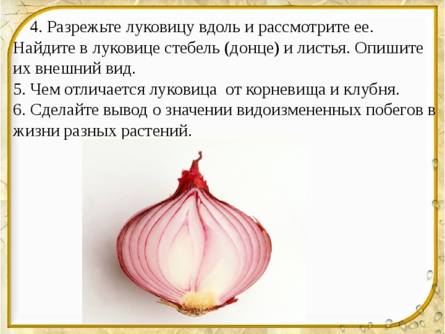  4. Разрежьте луковицу вдоль и рассмотрите ее. Найдите в луковице стебель (донце) и листья. Опишите их внешний вид. 5. Чем отличается луковица от корневища и клубня. 6. Сделайте вывод о значении видоизмененных побегов в жизни разных растений. 