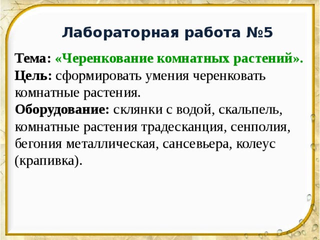 Лабораторная работа №5 Тема:  «Черенкование комнатных растений». Цель: сформировать умения черенковать комнатные растения. Оборудование: склянки с водой, скальпель, комнатные растения традесканция, сенполия, бегония металлическая, сансевьера, колеус (крапивка). 