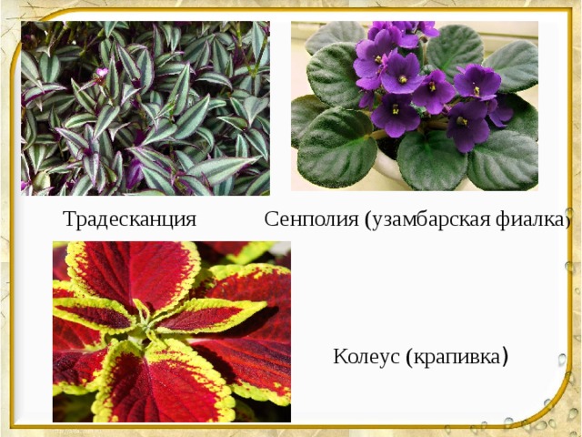Традесканция Сенполия (узамбарская фиалка ) Колеус (крапивка ) 