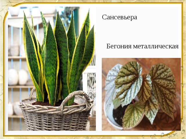 Сансевьера Бегония металлическая 