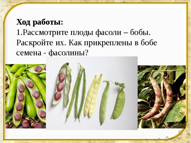 Ход работы:  1.Рассмотрите плоды фасоли – бобы. Раскройте их. Как прикреплены в бобе семена - фасолины?   