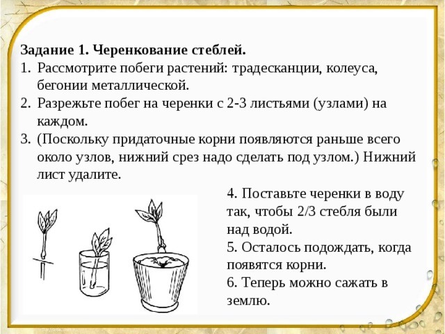 Задание 1. Черенкование стеблей. Рассмотрите побеги растений: традесканции, колеуса, бегонии металлической. Разрежьте побег на черенки с 2-3 листьями (узлами) на каждом. (Поскольку придаточные корни появляются раньше всего около узлов, нижний срез надо сделать под узлом.) Нижний лист удалите. 4. Поставьте черенки в воду так, чтобы 2/3 стебля были над водой. 5. Осталось подождать, когда появятся корни. 6. Теперь можно сажать в землю. 