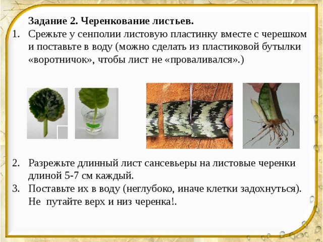 Задание 2. Черенкование листьев. Срежьте у сенполии листовую пластинку вместе с черешком и поставьте в воду (можно сделать из пластиковой бутылки «воротничок», чтобы лист не «проваливался».) Разрежьте длинный лист сансевьеры на листовые черенки длиной 5-7 см каждый. Поставьте их в воду (неглубоко, иначе клетки задохнуться). Не путайте верх и низ черенка!. 