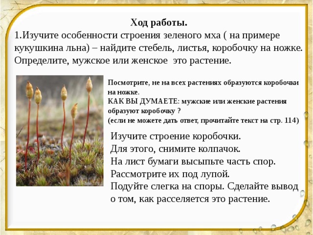 Ход работы. 1.Изучите особенности строения зеленого мха ( на примере кукушкина льна) – найдите стебель, листья, коробочку на ножке. Определите, мужское или женское это растение. Посмотрите, не на всех растениях образуются коробочки на ножке. КАК ВЫ ДУМАЕТЕ: мужские или женские растения образуют коробочку ? (если не можете дать ответ, прочитайте текст на стр. 114) Изучите строение коробочки. Для этого, снимите колпачок. На лист бумаги высыпьте часть спор. Рассмотрите их под лупой. Подуйте слегка на споры. Сделайте вывод о том, как расселяется это растение. 