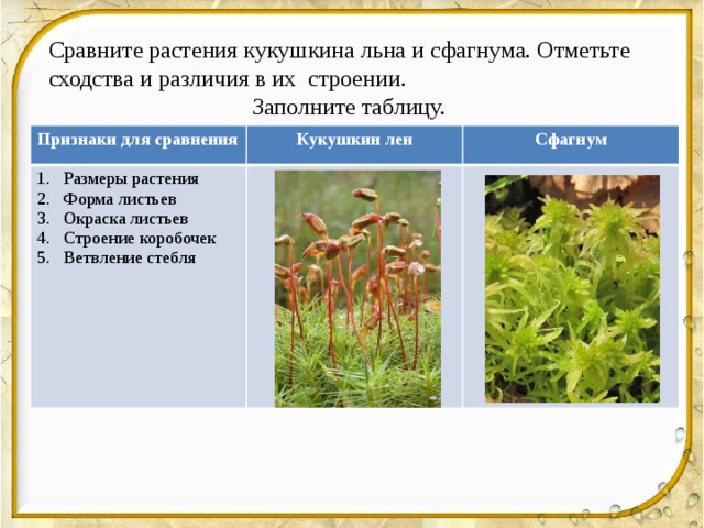 Сравните растения кукушкина льна и сфагнума. Отметьте сходства и различия в их строении. Заполните таблицу. Признаки для сравнения Кукушкин лен Размеры растения Форма листьев Окраска листьев Строение коробочек Ветвление стебля Сфагнум 