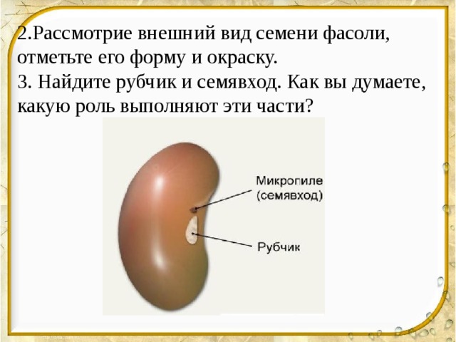 2.Рассмотрие внешний вид семени фасоли, отметьте его форму и окраску. 3. Найдите рубчик и семявход. Как вы думаете, какую роль выполняют эти части? 
