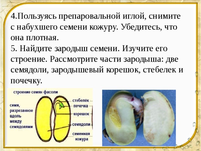 4.Пользуясь препаровальной иглой, снимите с набухшего семени кожуру. Убедитесь, что она плотная. 5. Найдите зародыш семени. Изучите его строение. Рассмотрите части зародыша: две семядоли, зародышевый корешок, стебелек и почечку. 