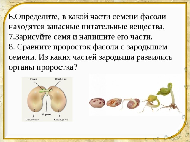 6.Определите, в какой части семени фасоли находятся запасные питательные вещества. 7.Зарисуйте семя и напишите его части. 8. Сравните проросток фасоли с зародышем семени. Из каких частей зародыша развились органы проростка? 