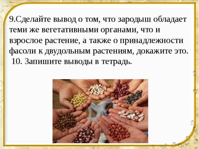 9.Сделайте вывод о том, что зародыш обладает теми же вегетативными органами, что и взрослое растение, а также о принадлежности фасоли к двудольным растениям, докажите это.  10. Запишите выводы в тетрадь. 