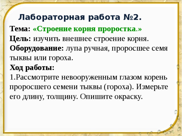 Лабораторная работа №2. Тема:  «Строение корня проростка . » Цель: изучить внешнее строение корня. Оборудование: лупа ручная, проросшее семя тыквы или гороха.  Ход работы:  1.Рассмотрите невооруженным глазом корень проросшего семени тыквы (гороха). Измерьте его длину, толщину. Опишите окраску. 