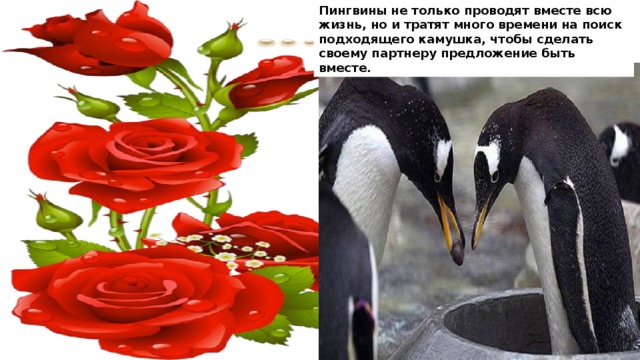 Пингвины не только проводят вместе всю жизнь, но и тратят много времени на поиск подходящего камушка, чтобы сделать своему партнеру предложение быть вместе. 