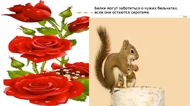 Белки могут заботиться о чужих бельчатах, если они остаются сиротами 