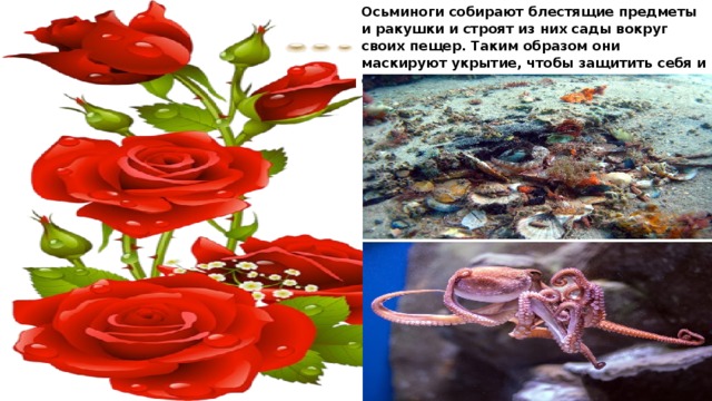 Осьминоги собирают блестящие предметы и ракушки и строят из них сады вокруг своих пещер. Таким образом они маскируют укрытие, чтобы защитить себя и свой дом от нападения 