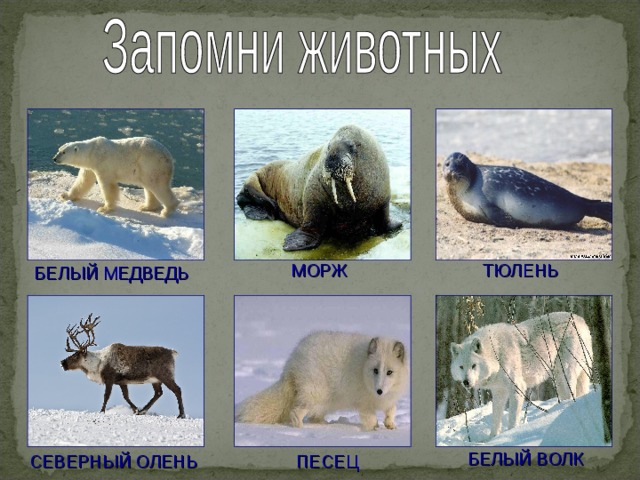 МОРЖ ТЮЛЕНЬ БЕЛЫЙ МЕДВЕДЬ БЕЛЫЙ ВОЛК СЕВЕРНЫЙ ОЛЕНЬ ПЕСЕЦ 