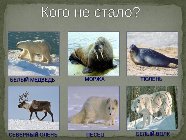 МОРЖА ТЮЛЕНЬ БЕЛЫЙ МЕДВЕДЬ БЕЛЫЙ ВОЛК СЕВЕРНЫЙ ОЛЕНЬ ПЕСЕЦ 