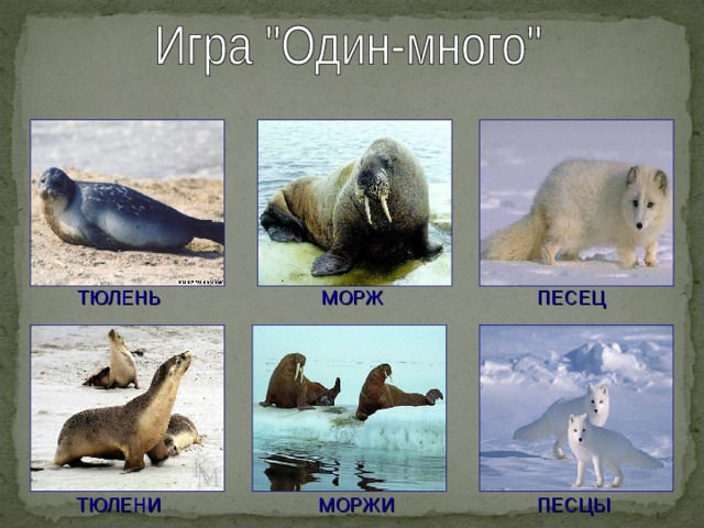 МОРЖ ТЮЛЕНЬ ПЕСЕЦ МОРЖИ ТЮЛЕНИ ПЕСЦЫ 
