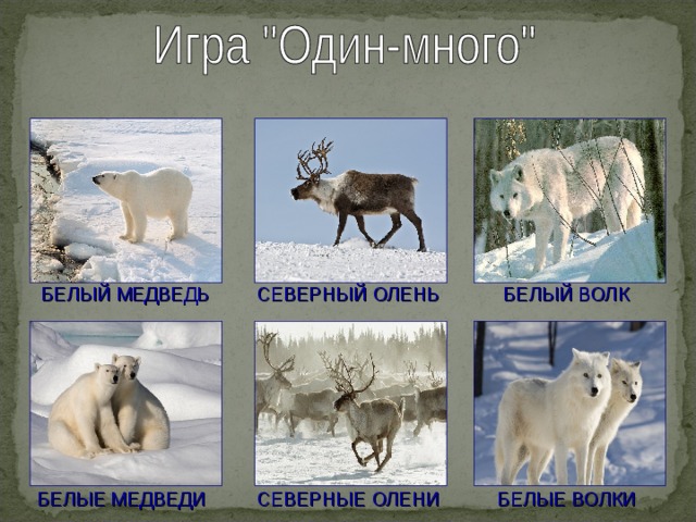 СЕВЕРНЫЙ ОЛЕНЬ БЕЛЫЙ МЕДВЕДЬ БЕЛЫЙ ВОЛК СЕВЕРНЫЕ ОЛЕНИ БЕЛЫЕ МЕДВЕДИ БЕЛЫЕ ВОЛКИ 