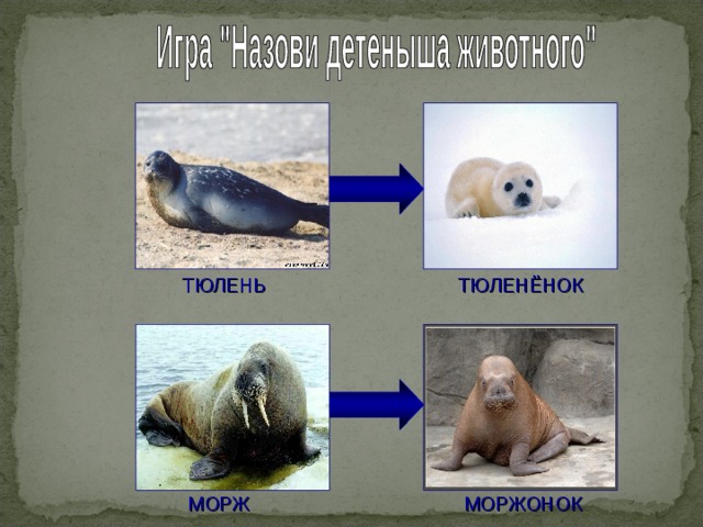 ТЮЛЕНЬ ТЮЛЕНЁНОК МОРЖОНОК МОРЖ 