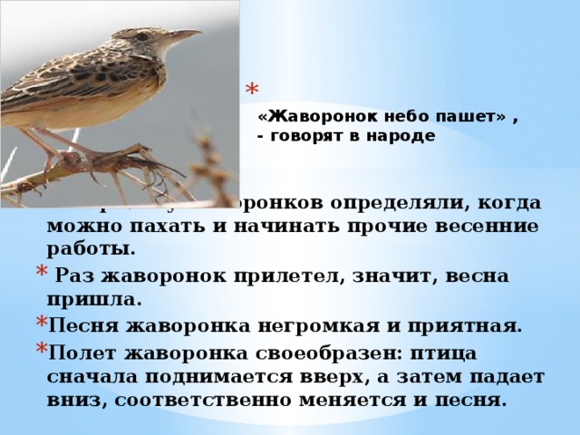  «Жаворонок небо пашет» ,  - говорят в народе   По прилету жаворонков определяли, когда можно пахать и начинать прочие весенние работы.  Раз жаворонок прилетел, значит, весна пришла. Песня жаворонка негромкая и приятная. Полет жаворонка своеобразен: птица сначала поднимается вверх, а затем падает вниз, соответственно меняется и песня. 