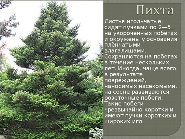 Листья игольчатые, сидят пучками по 2—5 на укороченных побегах и окружены у основания плёнчатыми влагалищами. Сохраняются на побегах в течение нескольких лет. Иногда, чаще всего в результате повреждений, наносимых насекомыми, на сосне развиваются розеточные побеги. Такие побеги чрезвычайно коротки и имеют пучки коротких и широких игл . 