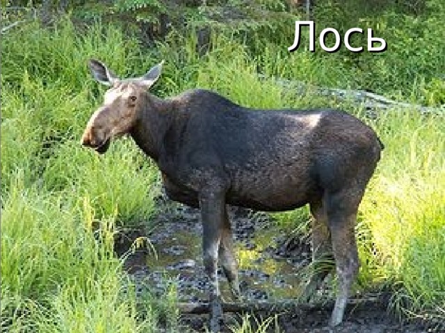 Лось 