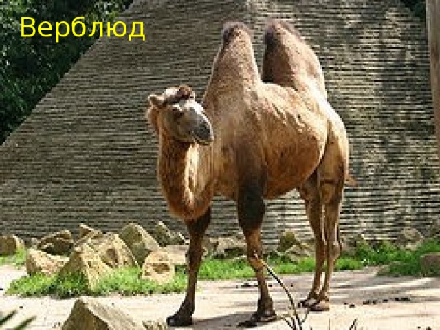Верблюд 