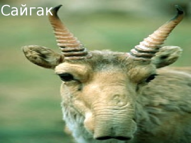 Сайгак 