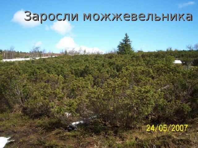 Заросли можжевельника 