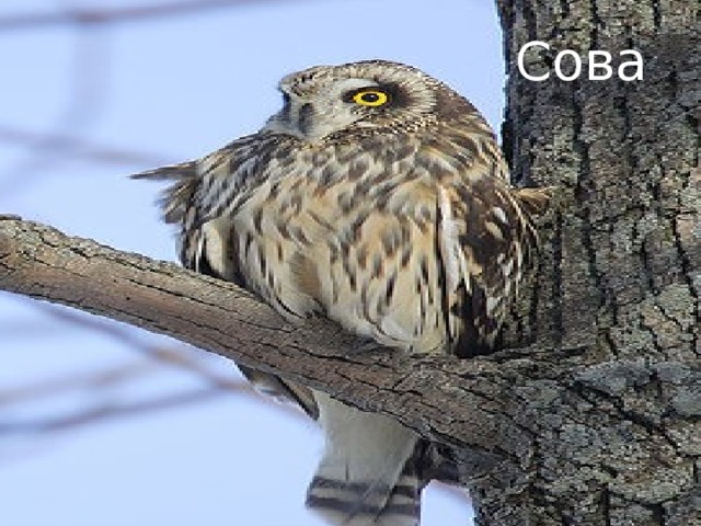 Сова 