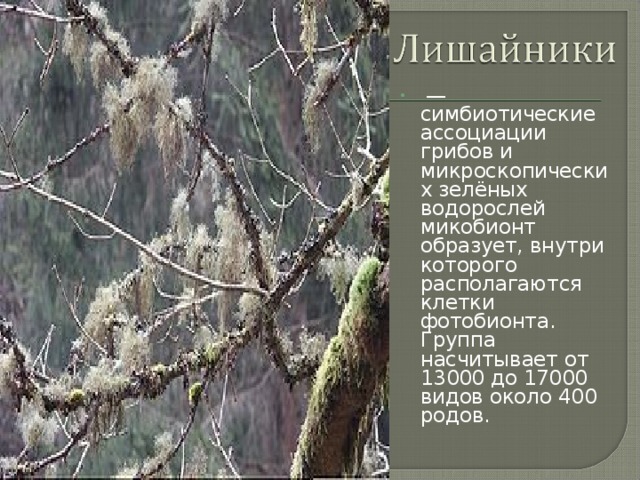  — симбиотические ассоциации грибов и микроскопических зелёных водорослей микобионт образует, внутри которого располагаются клетки фотобионта. Группа насчитывает от 13000 до 17000 видов около 400 родов. 