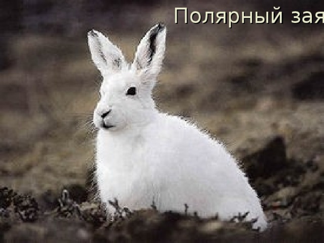 Полярный заяц 
