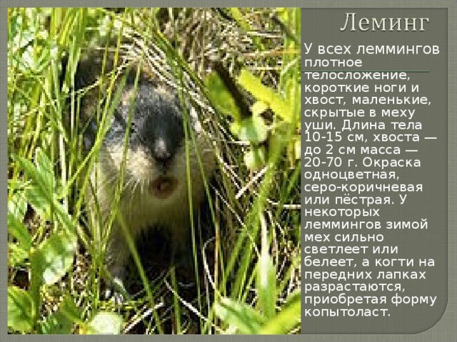 У всех леммингов плотное телосложение, короткие ноги и хвост, маленькие, скрытые в меху уши. Длина тела 10-15 см, хвоста — до 2 см масса — 20-70 г. Окраска одноцветная, серо-коричневая или пёстрая. У некоторых леммингов зимой мех сильно светлеет или белеет, а когти на передних лапках разрастаются, приобретая форму копытоласт. 