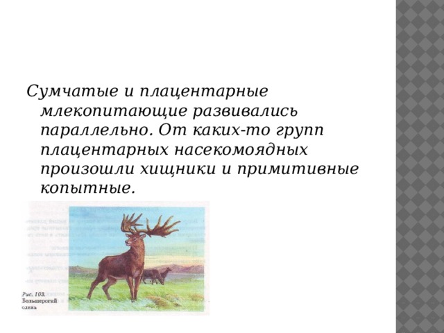 Сумчатые и плацентарные млекопитающие развивались параллельно. От каких-то групп плацентарных насекомоядных произошли хищники и примитивные копытные. 