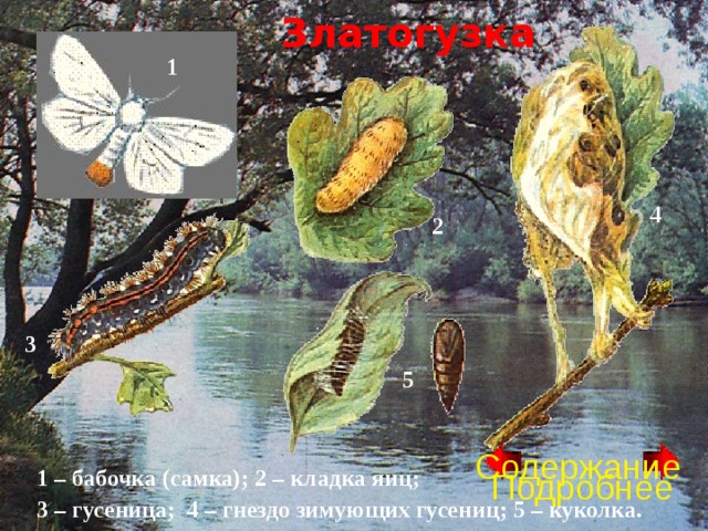 Златогузка 1 4 2 3 5 Содержание 1 – бабочка (самка); 2 – кладка яиц; 3 – гусеница; 4 – гнездо зимующих гусениц; 5 – куколка. Подробнее 