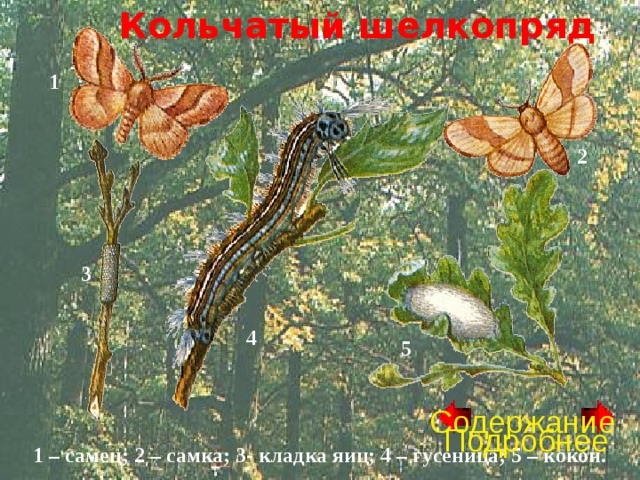 Кольчатый шелкопряд 1 2 3 4 5 Содержание Подробнее 1 – самец; 2 – самка; 3- кладка яиц; 4 – гусеница; 5 – кокон. 