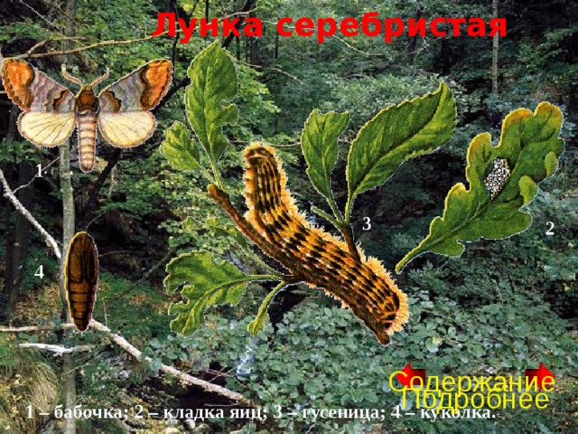 Лунка серебристая 1 3 2 4 Содержание Подробнее 1 – бабочка; 2 – кладка яиц; 3 – гусеница; 4 – куколка. 