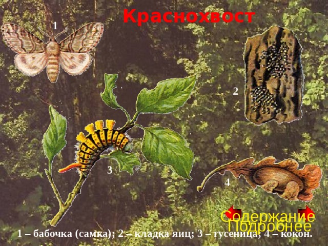 Краснохвост 1 2 3 4 Содержание Подробнее 1 – бабочка (самка); 2 – кладка яиц; 3 – гусеница; 4 – кокон. 