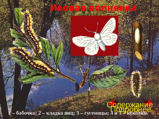 Ивовая волнянка 1 2 3 5 4 Содержание Подробнее 1 – бабочка; 2 – кладка яиц; 3 – гусеницы; 4 и 5 – куколки. 