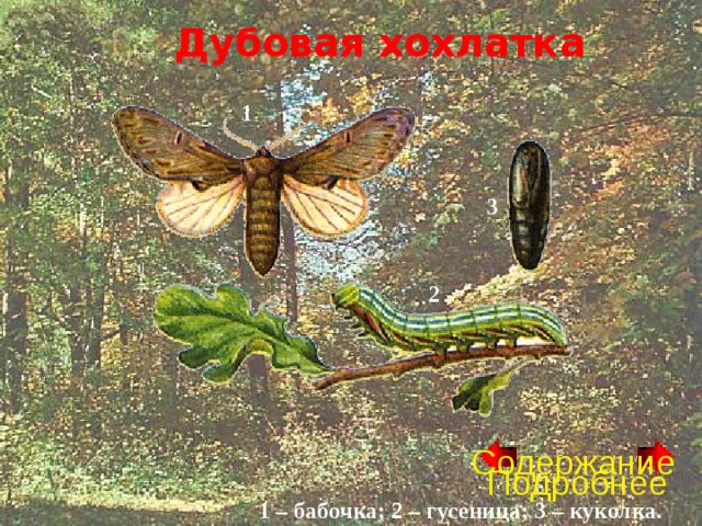 Дубовая хохлатка 1 3 2 Содержание Подробнее 1 – бабочка; 2 – гусеница; 3 – куколка. 