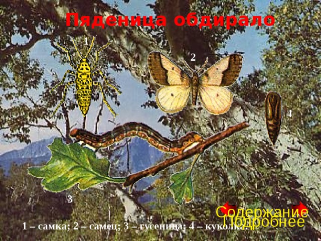 Пяденица обдирало 1 2 4 3 Содержание Подробнее 1 – самка; 2 – самец; 3 – гусеница; 4 – куколка. 