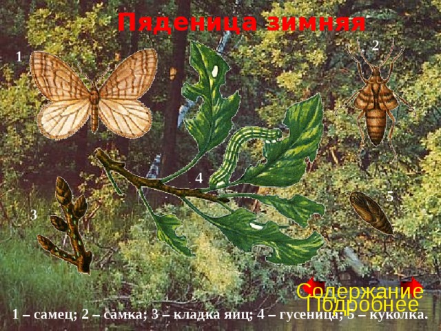 Пяденица зимняя  2 1 4 5 3 Содержание Подробнее 1 – самец; 2 – самка; 3 – кладка яиц; 4 – гусеница; 5 – куколка. 